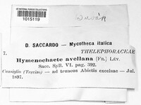 Hydnoporia tabacina image